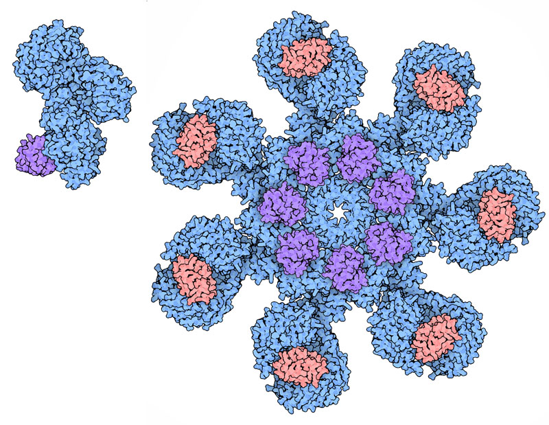 The Apoptosome